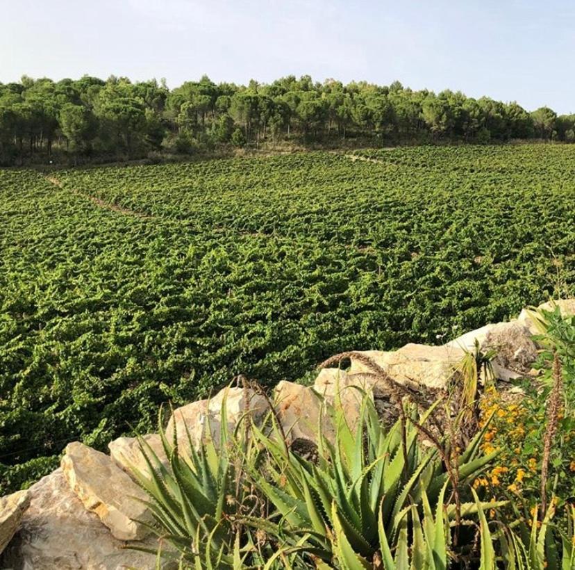 Agriturismo Tenute Pispisa Segesta Calatafimi Ngoại thất bức ảnh