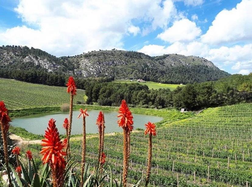 Agriturismo Tenute Pispisa Segesta Calatafimi Ngoại thất bức ảnh